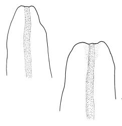 Macromitrium helmsii, branch leaf apices.
 Image: R.C. Wagstaff © All rights reserved. Redrawn with permission from Vitt (1983). 